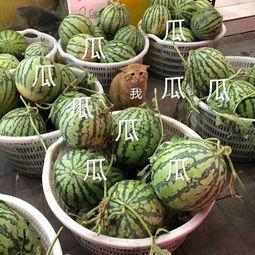 康欣娱乐吃瓜君